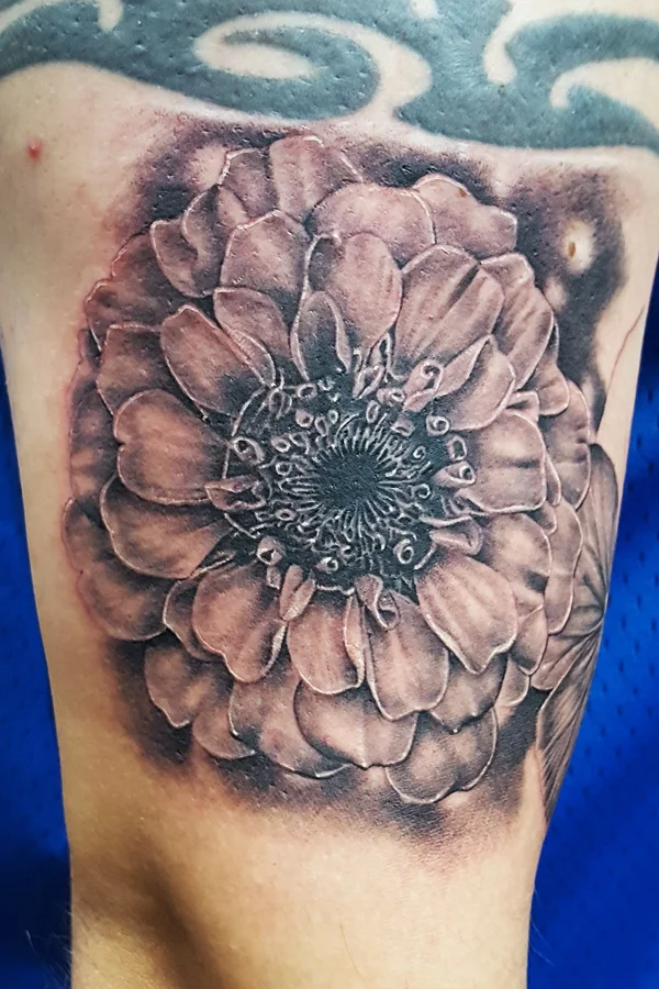 peony flower