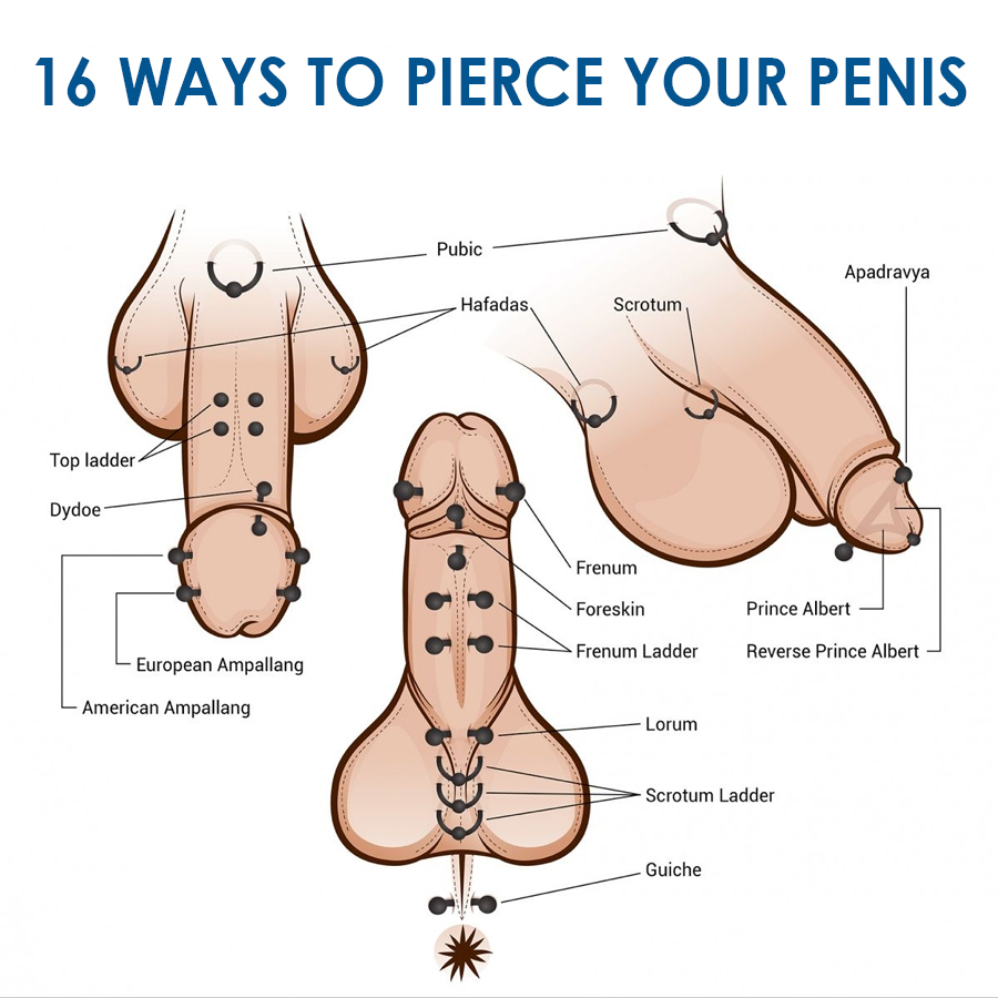 Genital Piercing Surface Piercings in the Genital Area Penis piercing - Pri...