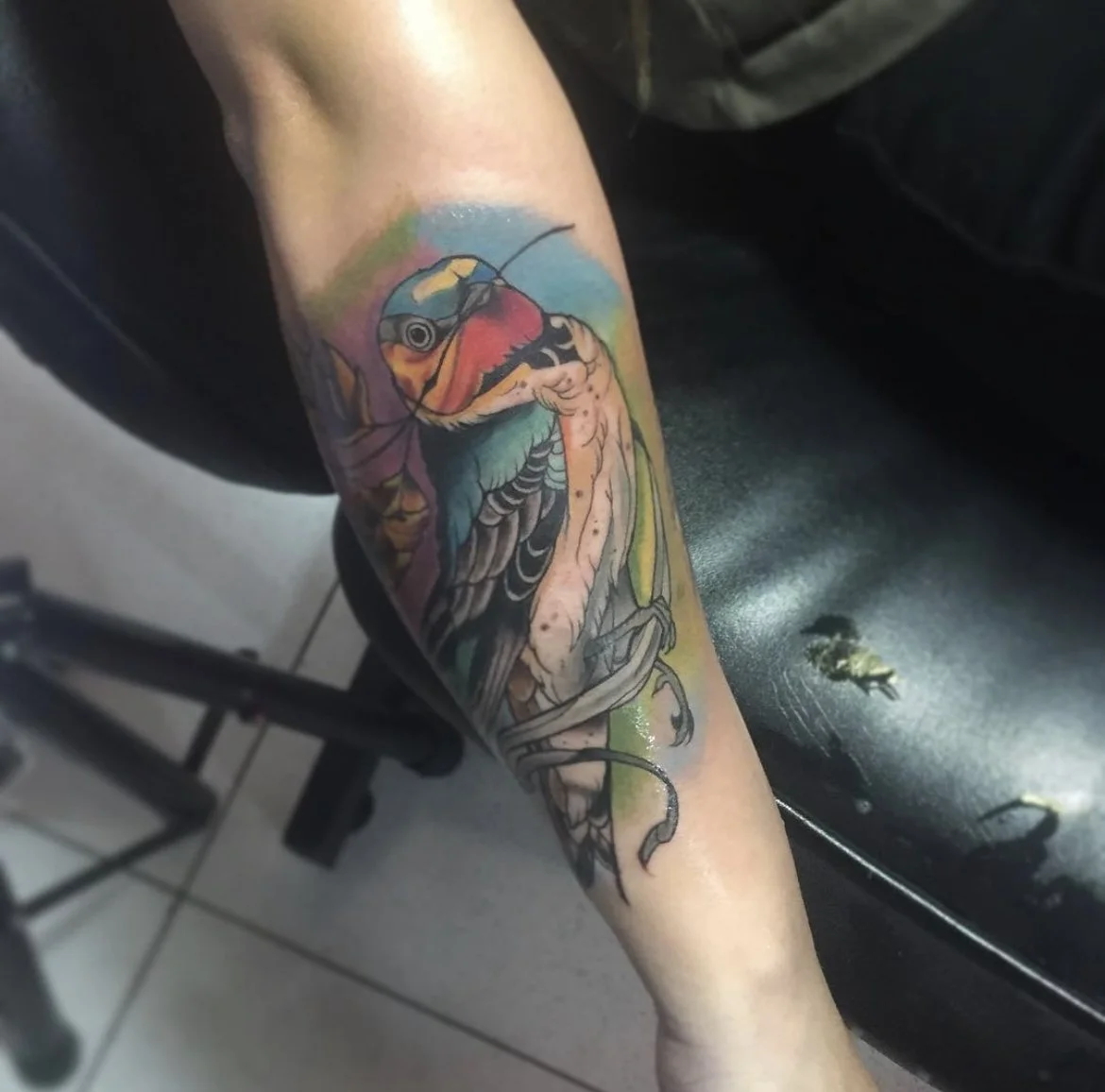 bird forearm color