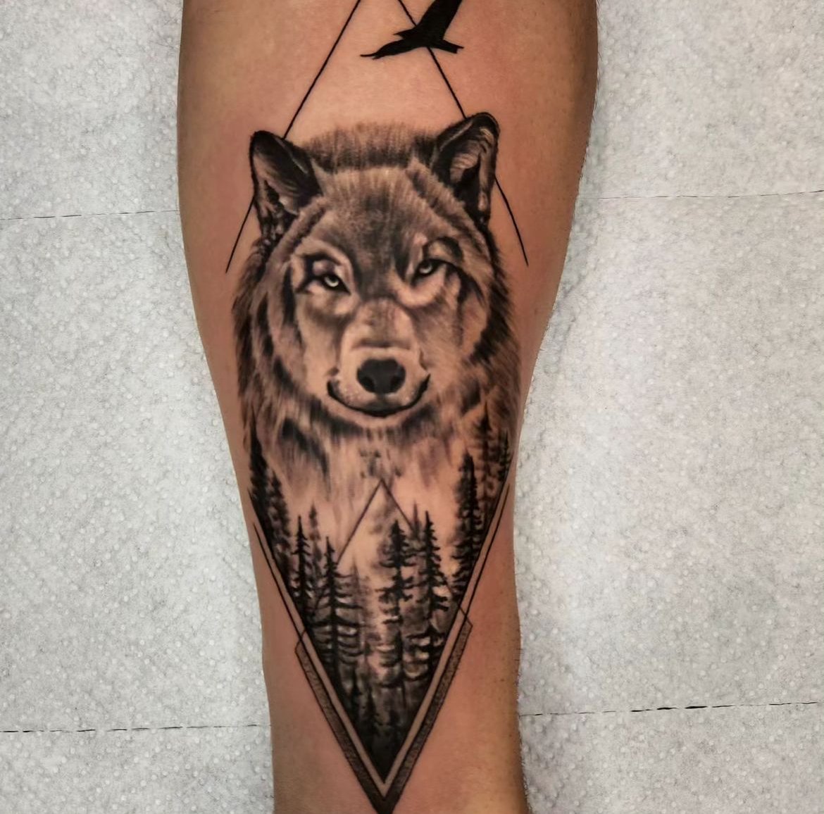 forest wolf black and grey