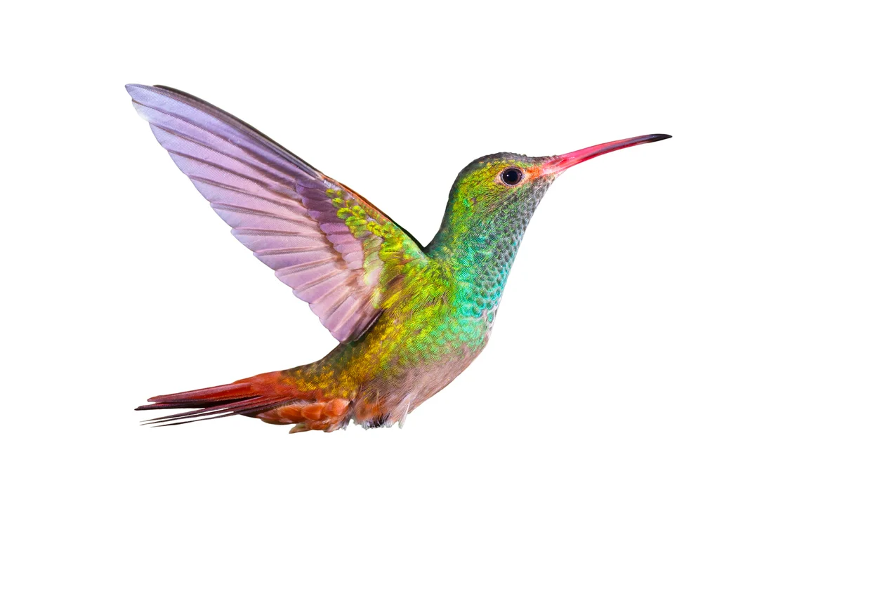 iStock-625802000.jpg