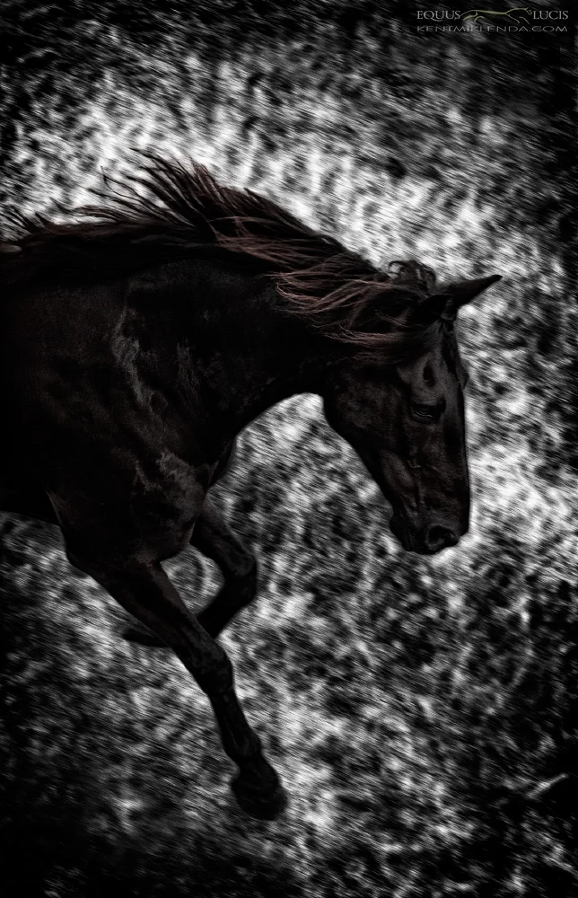 Equus Lucis Silver Gallop photo by Kent Miklenda 1000pxh KMEQ.jpg