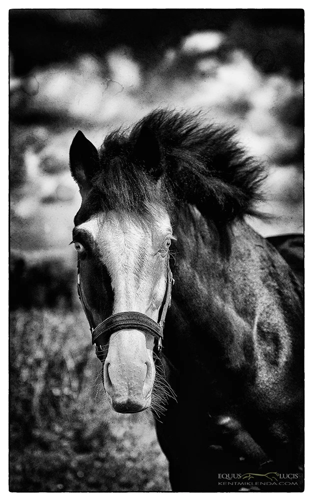Equus Lucis Mongolian photo by Kent Miklenda 1000pxh KM.jpg