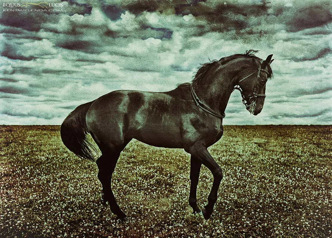 Equus Lucis Zim Portrait photo by Kent Miklenda 800pxh KMEQ.jpg