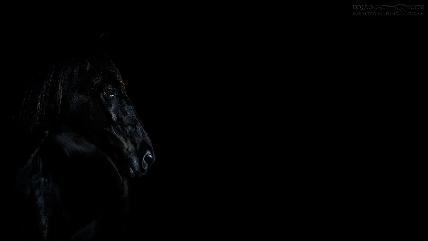 Equus Lucis Silver Sidelight Night (2) photo by Kent Miklenda 800pxh KMEQ.jpg