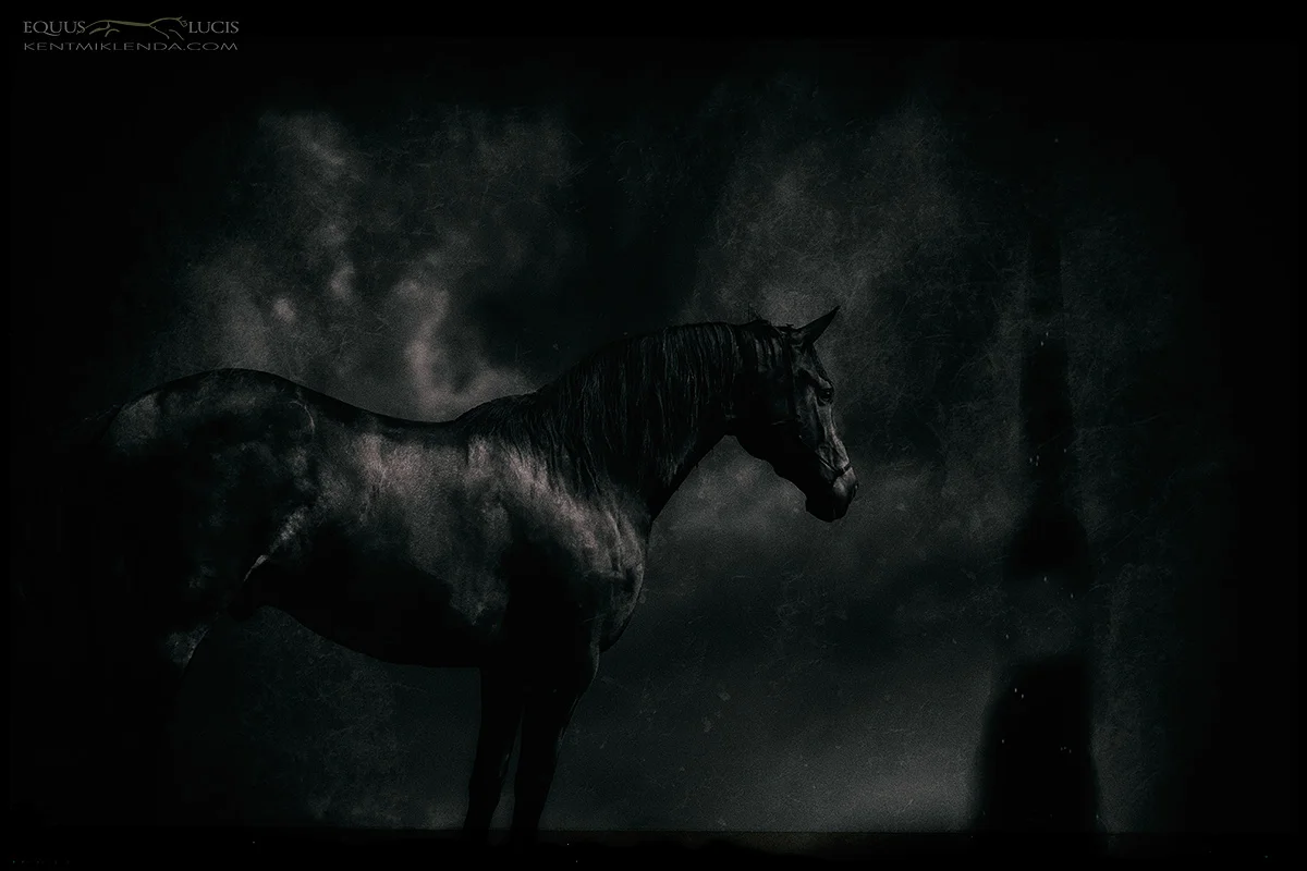 Equus-Lucis-Nero's-Journey-Dark-Horse-photo-by-Kent-Miklenda-800pxh-KM.jpg