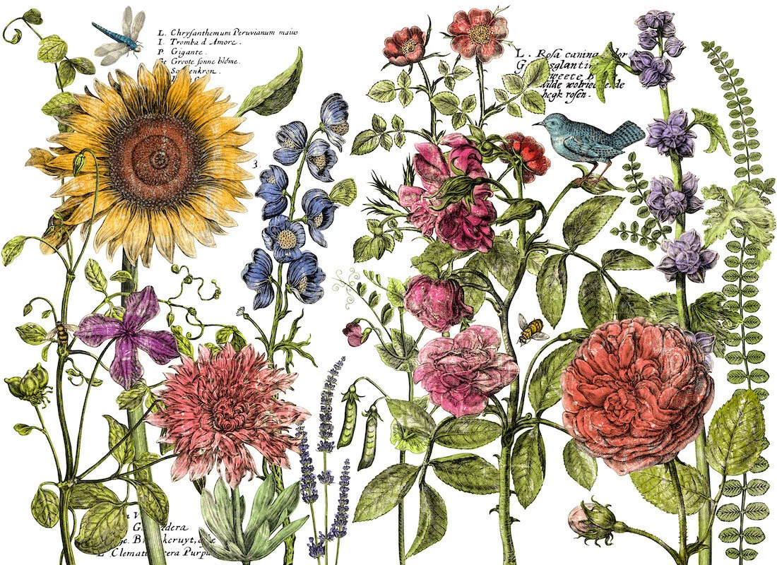 Botanist's Journey - 4 sheet transfer