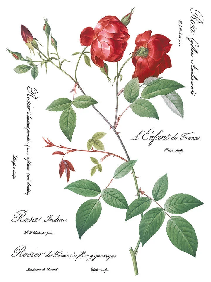 Redoute II IOD Image Trasfer  5.jpg