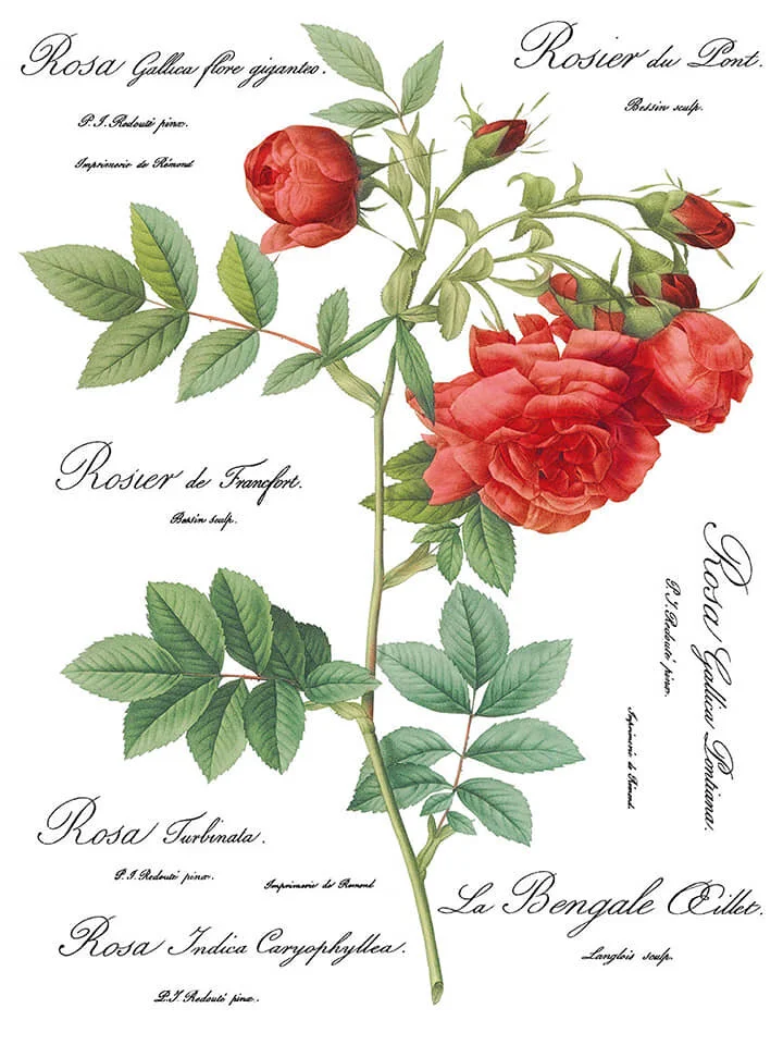 Redoute II IOD Image Trasfer  3.jpg