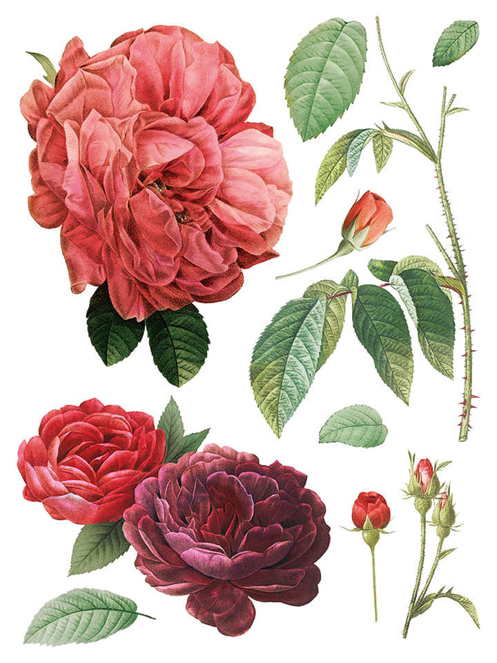 Redoute II IOD Image Trasfer 2.jpg