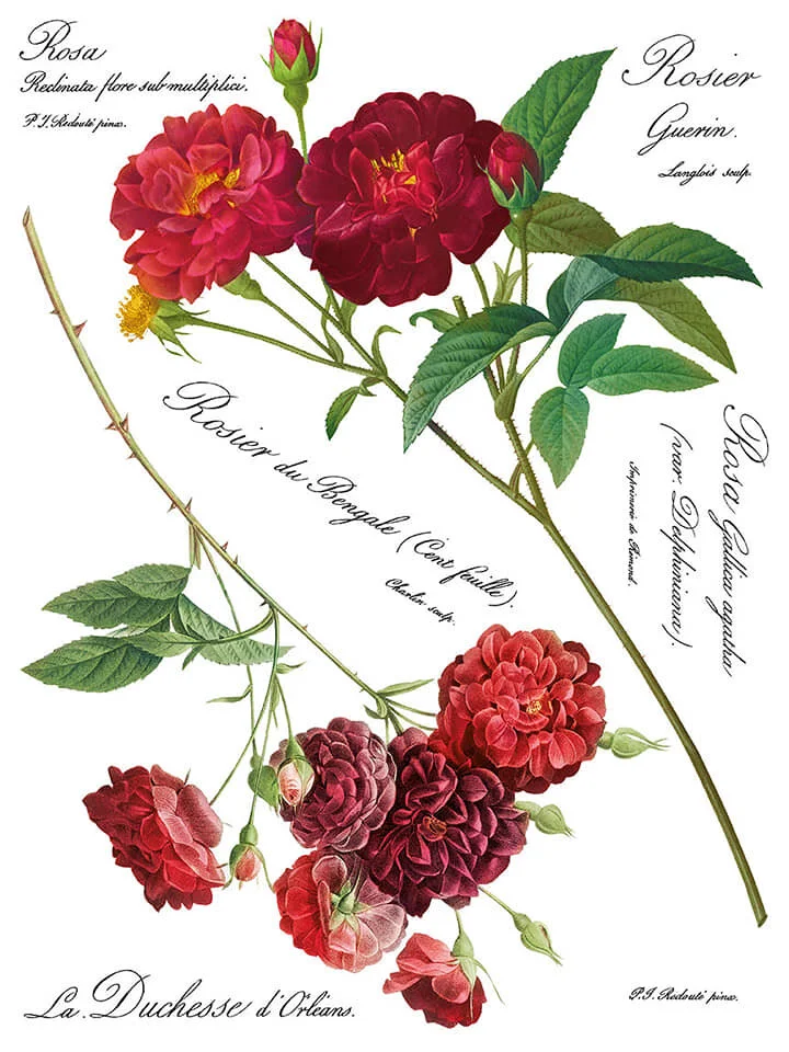 Redoute II IOD Image Trasfer 4.jpg