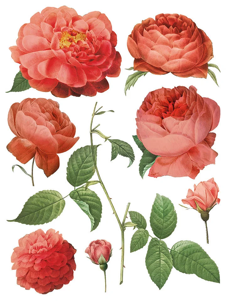 Redoute II IOD Image Trasfer 3.jpg