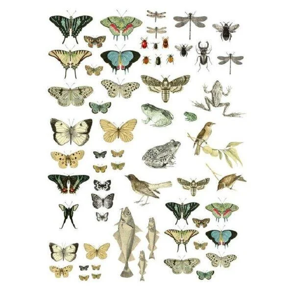 584034-IODDecorTransfer-EntomologyEtcetera1_1024x1024@2x.jpg