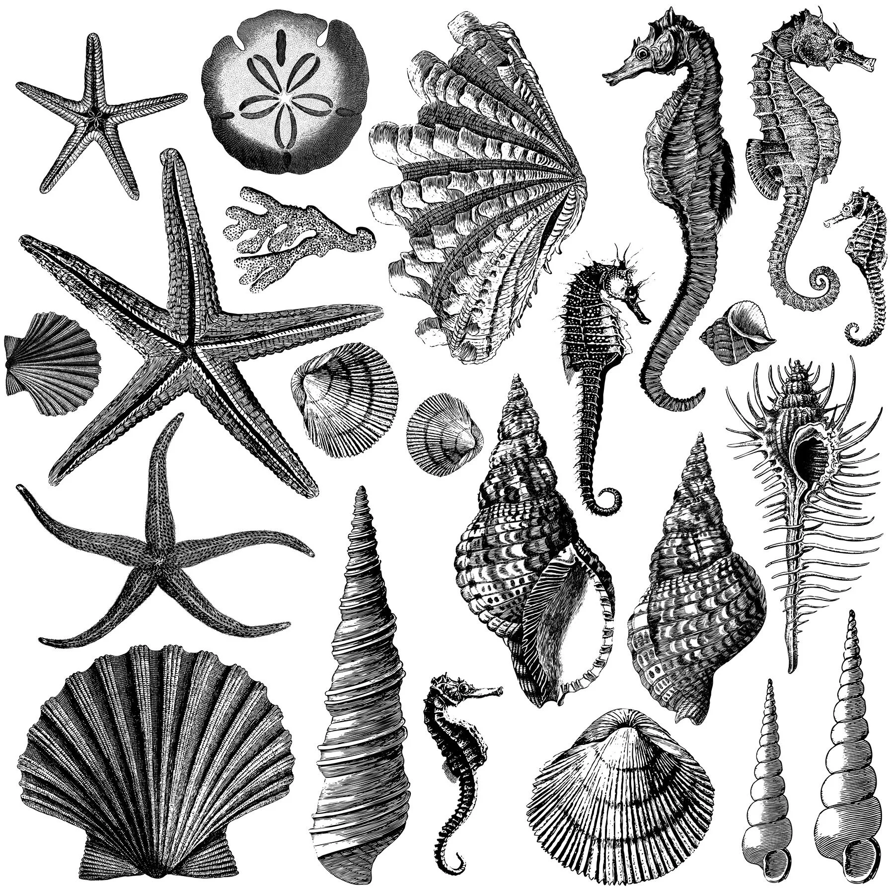 IOD_DS_Seashore B.jpg