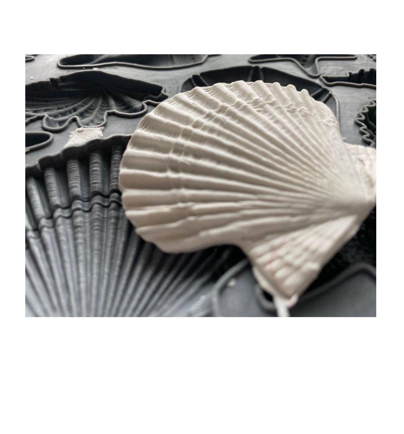 Sea Shells IOD Mould (6%22x10%22) 3.png
