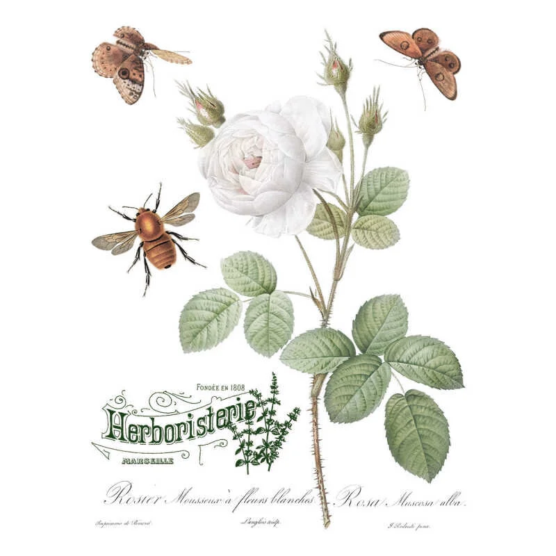 Brocante IOD Transfer 4.jpg