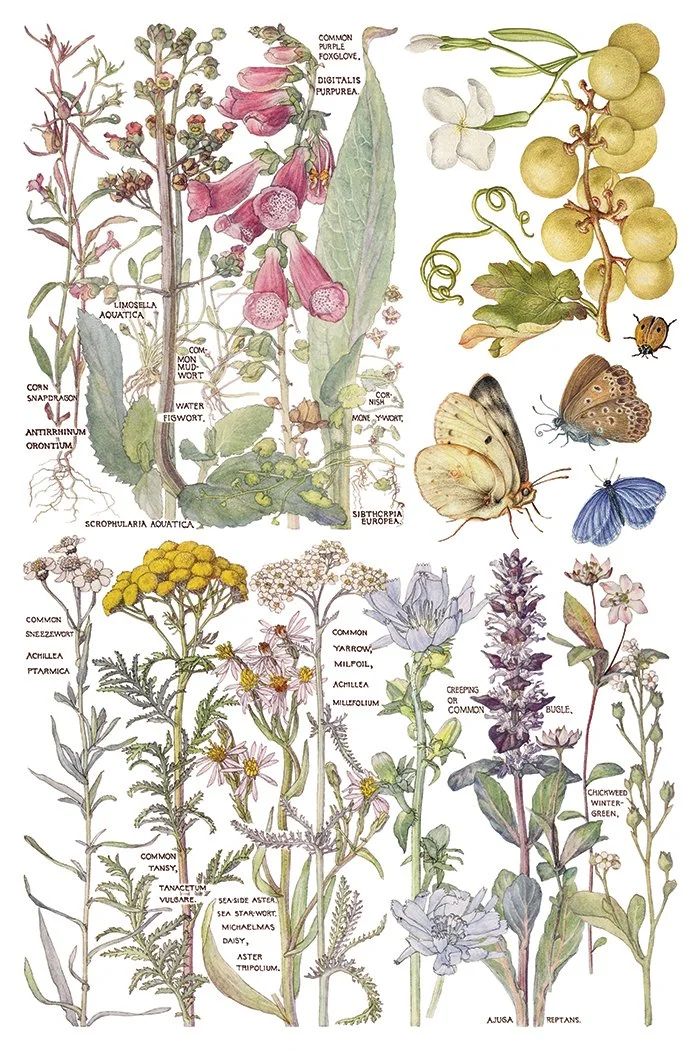 iod-primrose-isle-botanical-transfer-decor.jpg6.jpg