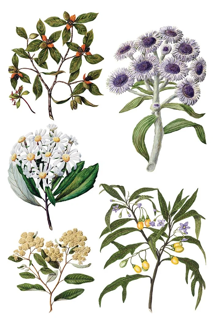 Sarah Featon’s Botanicals IOD Image Transfer 2025 buy canada online7.jpg