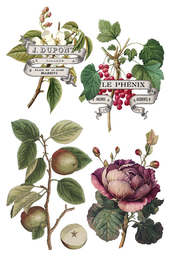 Copy of IOD-TRA-CLE Clementine transfer artwork page 4 small.jpg