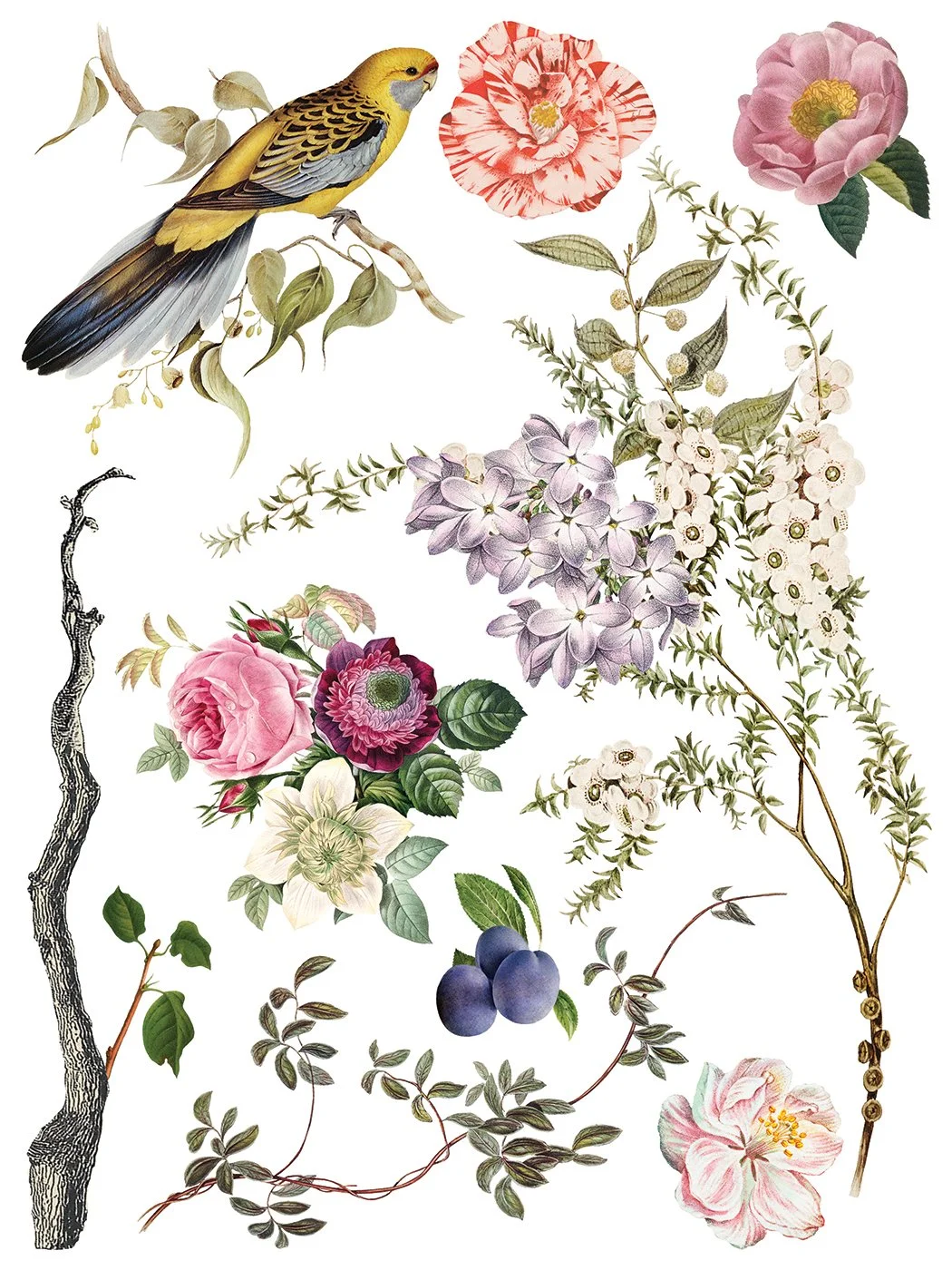 Menagerie IOD Image Transfer 2025 buy canada online11.jpg