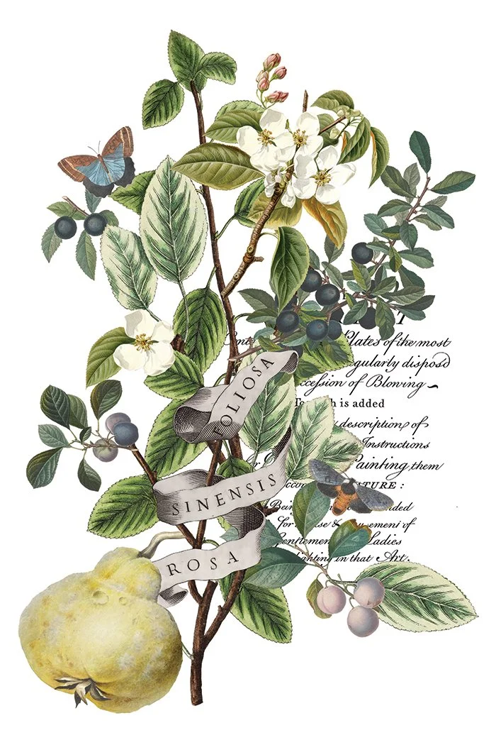Copy of IOD-TRA-CLE Clementine transfer artwork page 3 small.jpg