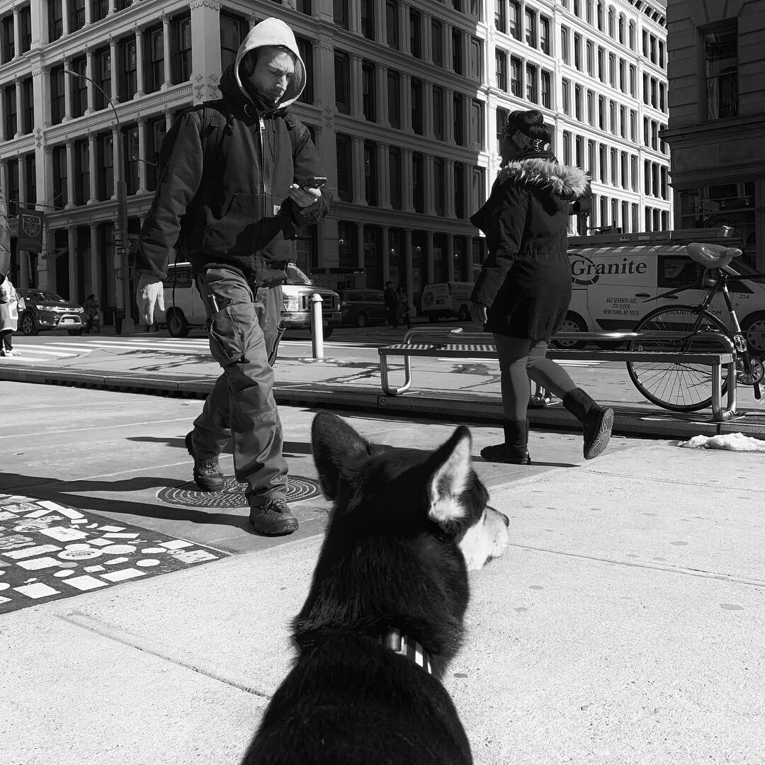 Little dog, big city.