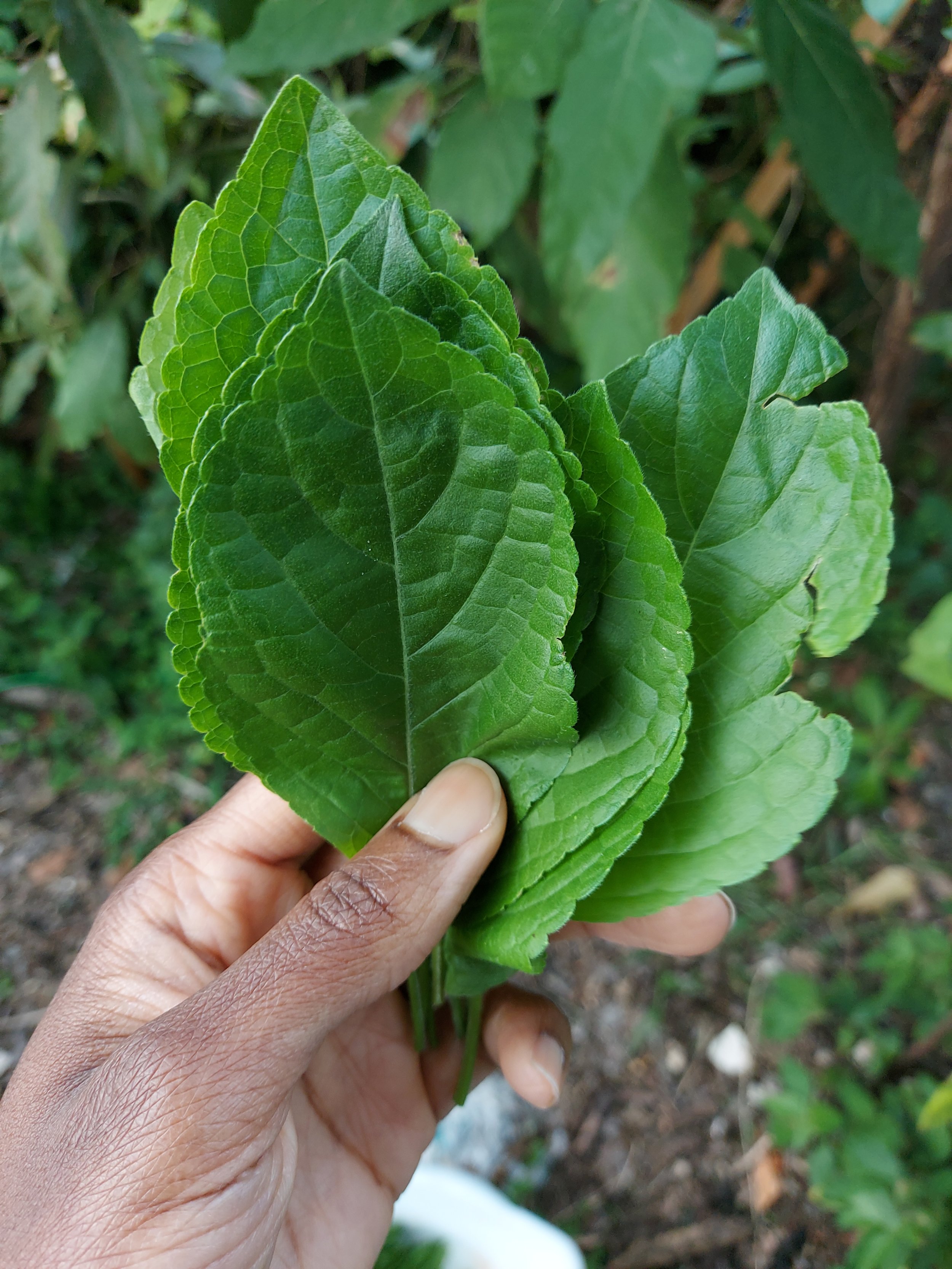 Atiyayo leaves