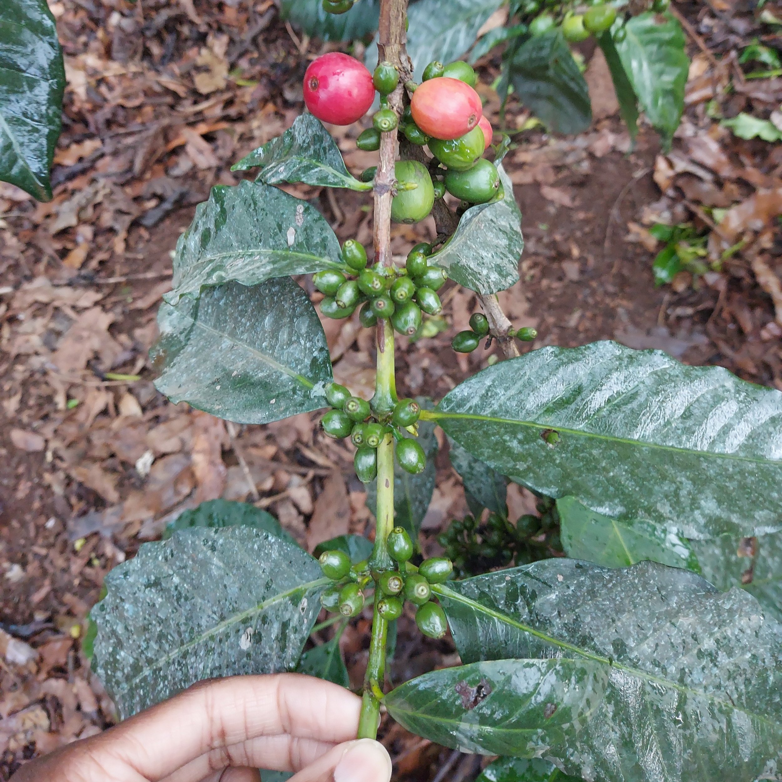 Kenyan Coffee Plant
