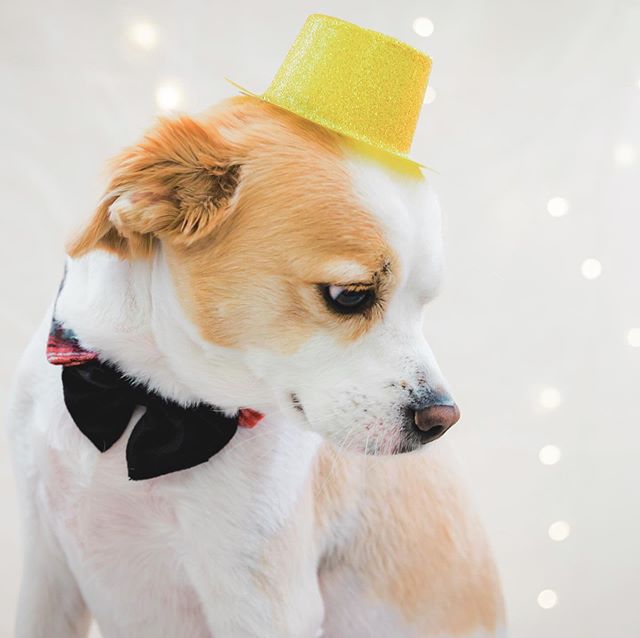 All dressed up and nowhere to go... #sneakpeek into @whiskeynspoon #birthday #photoshoot .
.
.
.
#spoonfulphotography #mastinlabs #mastinlabsportra400 #dogphotography #dogphotoshoot #dogportrait #dogphotographer #birthdayphotoshoot #7dmarkii #dogislo