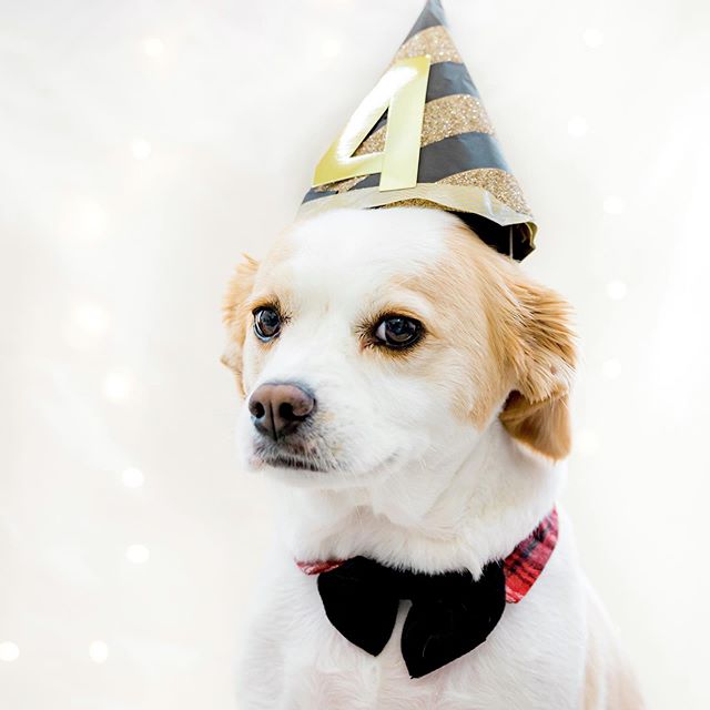Happy 4th birthday 🎂 to my love 😍.🍎 of my 👁 👁!! @whiskeynspoon 🎂
🎂
🎂
🎂
#spoonfulphotography #spoonfulphoto #dogphotography #dogsofinstagram #dogoftheday #dogmodel #doglife #cavalierkingcharlesspaniel #dogislife #mastinlab