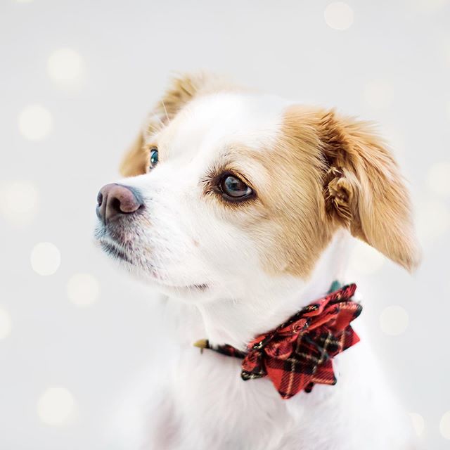 My dogs are amazing #dogmodel . Can&rsquo;t get enough of this holiday session with #whiskey #spoonfulphotography #holidayphotoshoot #thecutestdogever no joke #cavalierkingcharlesspaniel #cavmo #mosthandsome #christmas2019🎄 #lovemelovemydog #agirlan