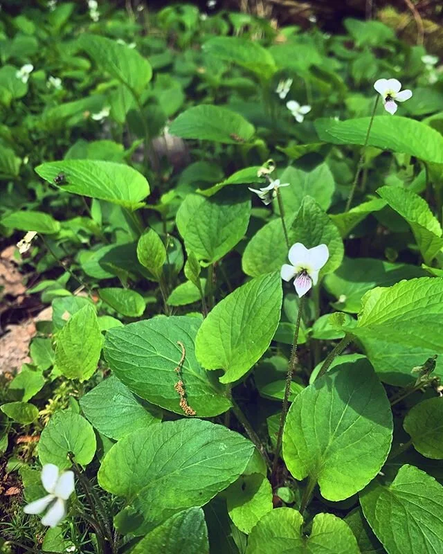 The delicate beauty of the Viola blanda woos me