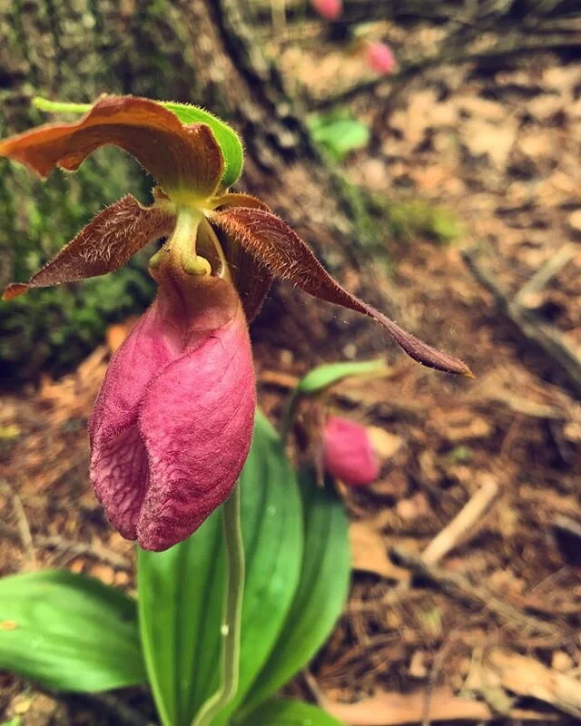 I see you, lady slipper.