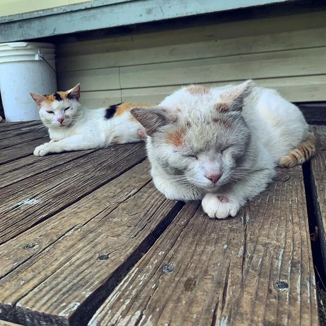 Momma and Poppa cat. Mom is a lady and Pop is a scrapper.