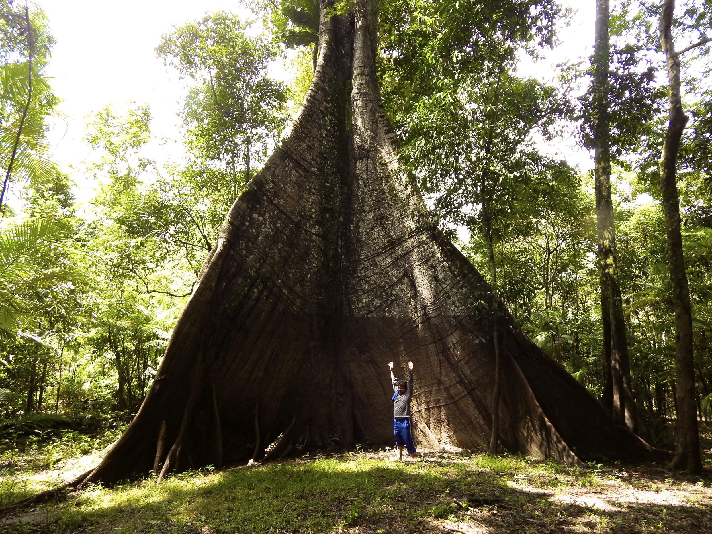 A giant Amazonian tree.jpg