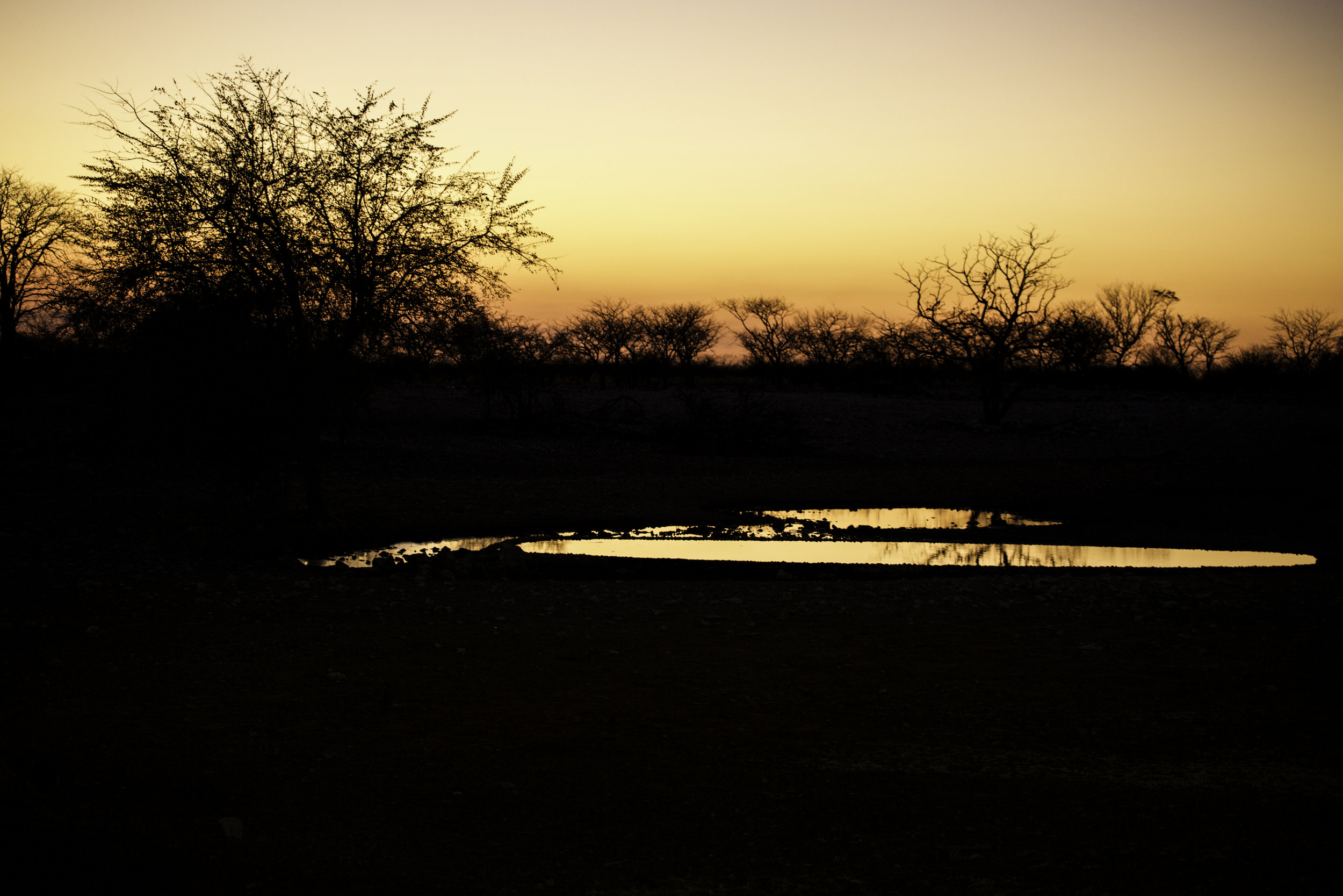 Sunrise at a watering hole.jpg