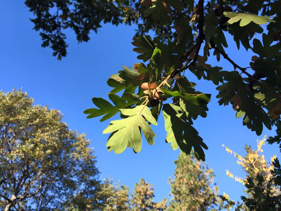 Inclement Weather Policy and Park Closures