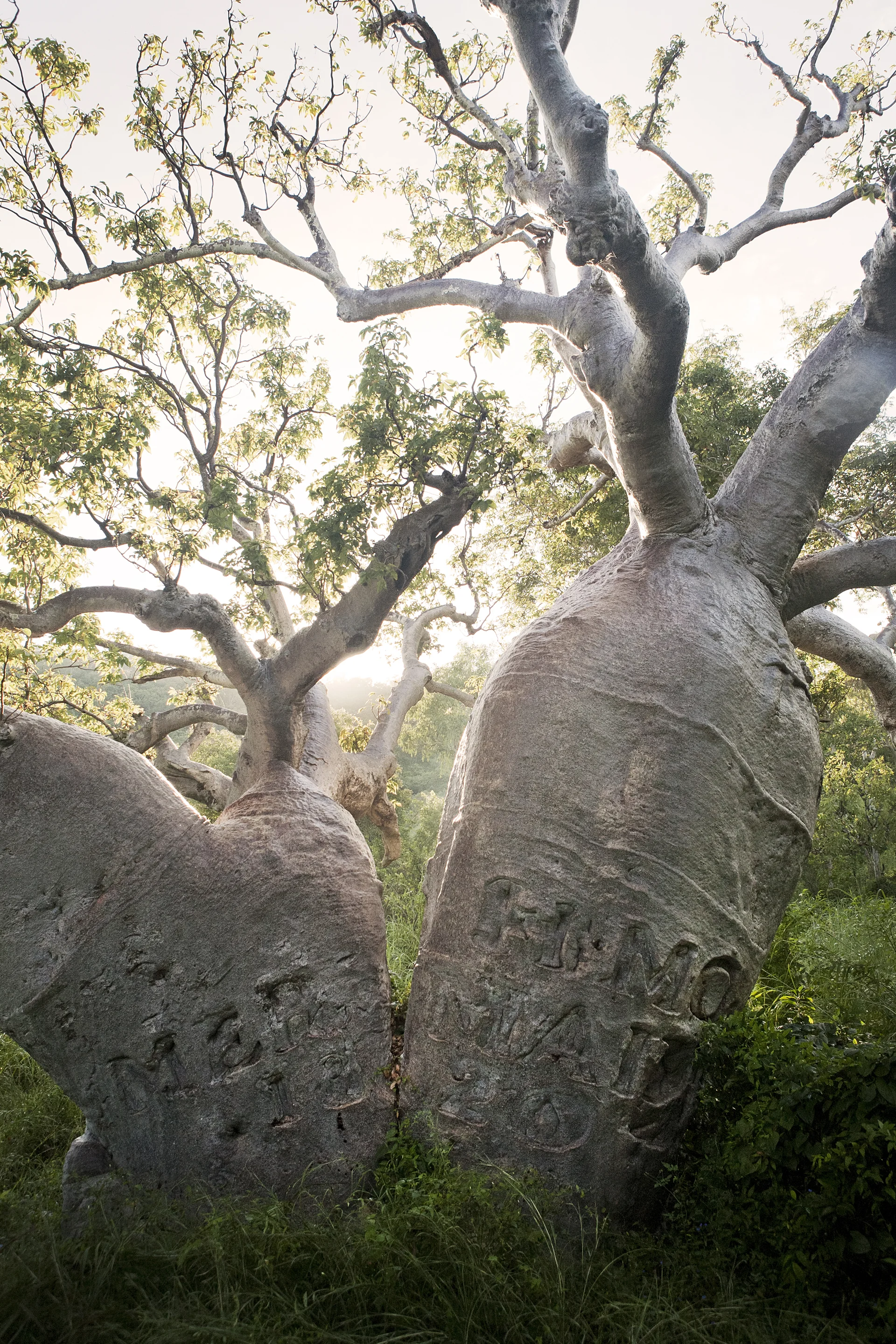 Adansonia Gregorii - or the Boab tree. In Australia these are endemic to the Kimberley. This one was over 700 years old.