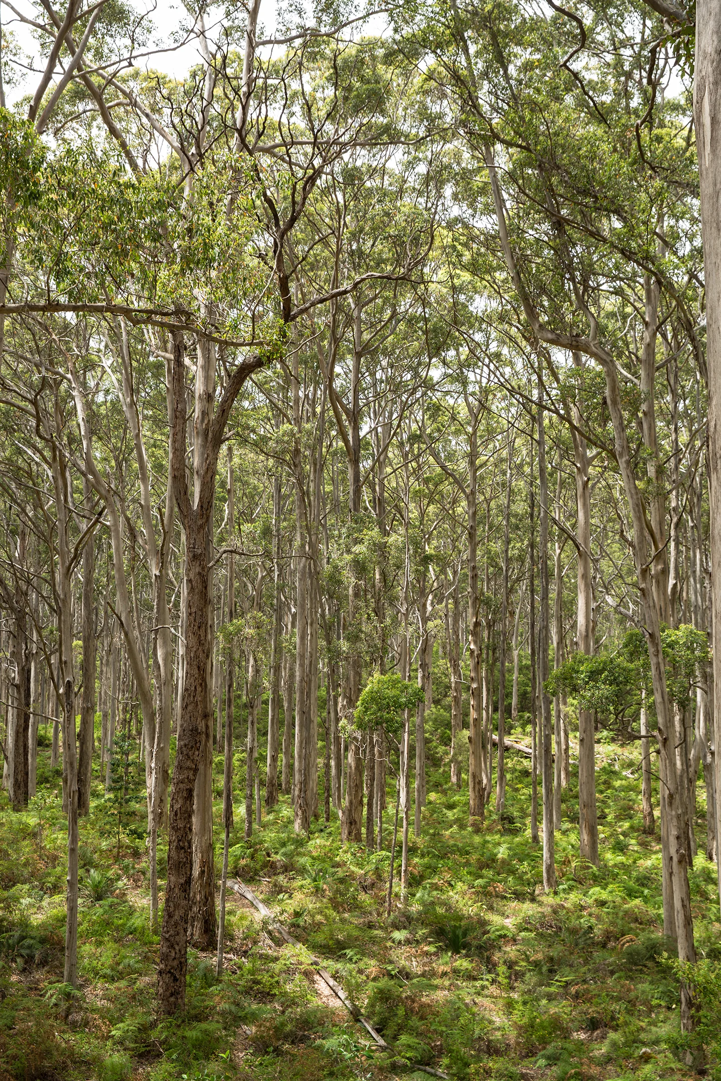 Boranup Karri Forest. 