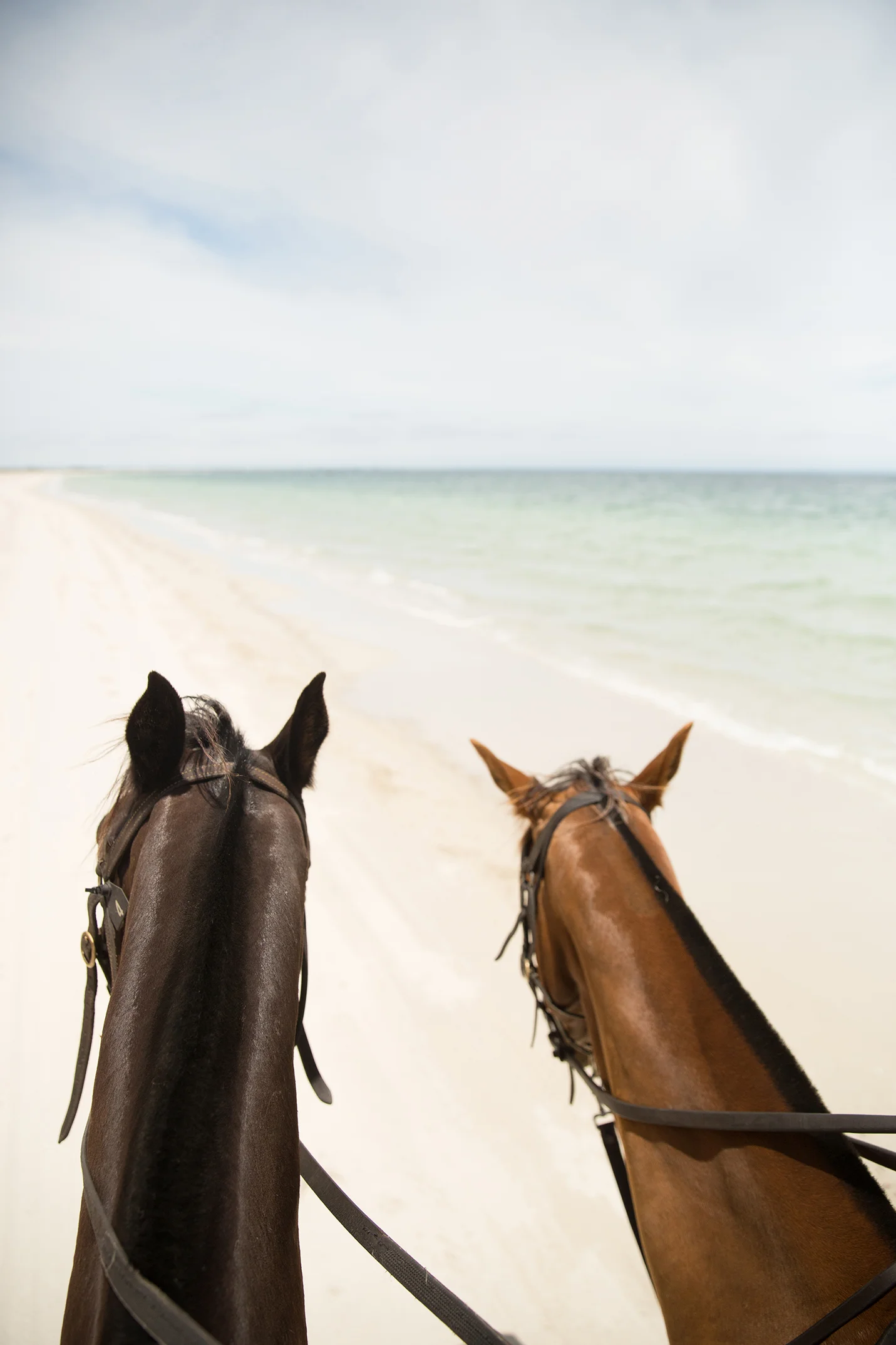 Horse riding along Forrest Beach with Jesters Flat Equestrian Farm. 