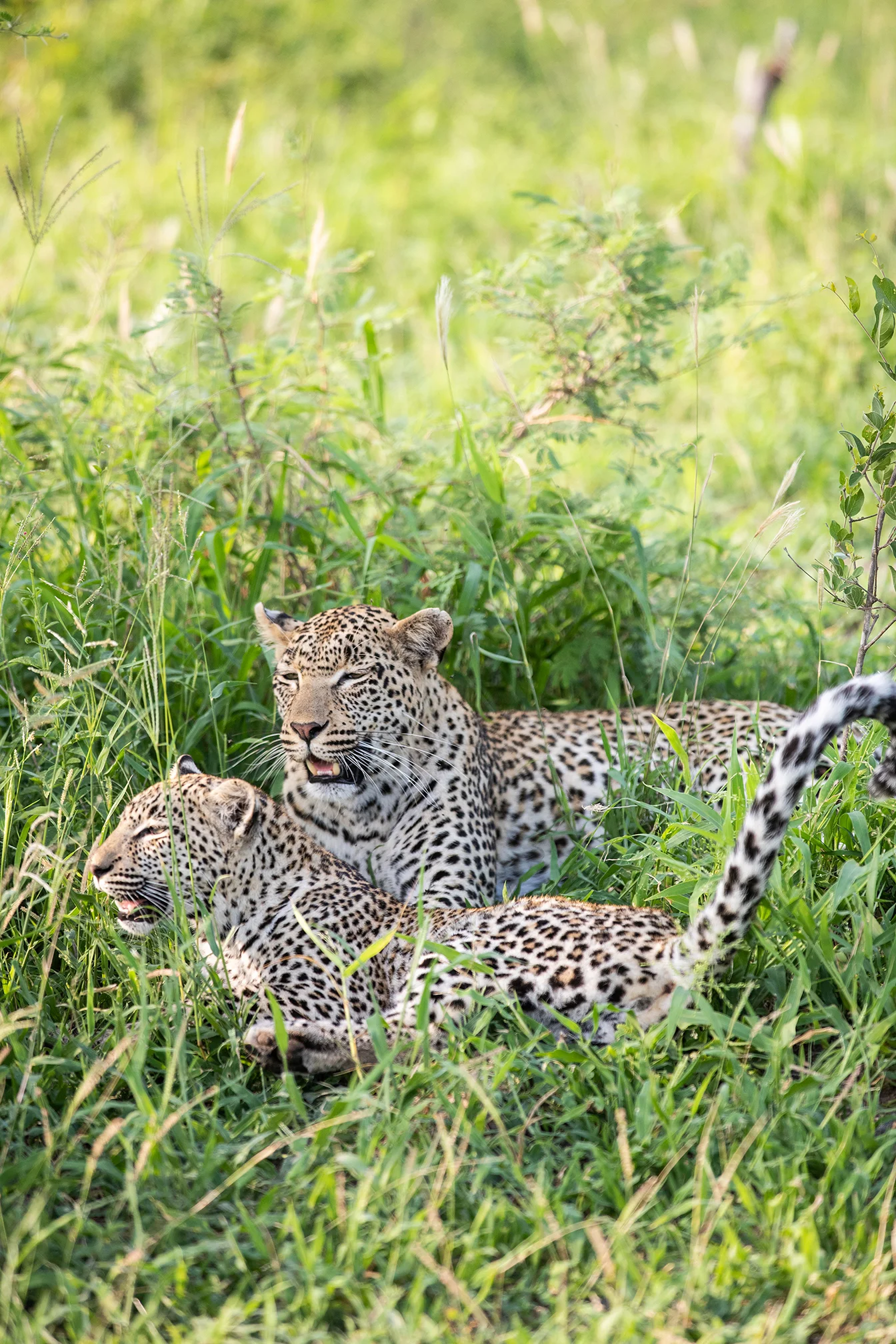 RT_Londolozi-9.jpg
