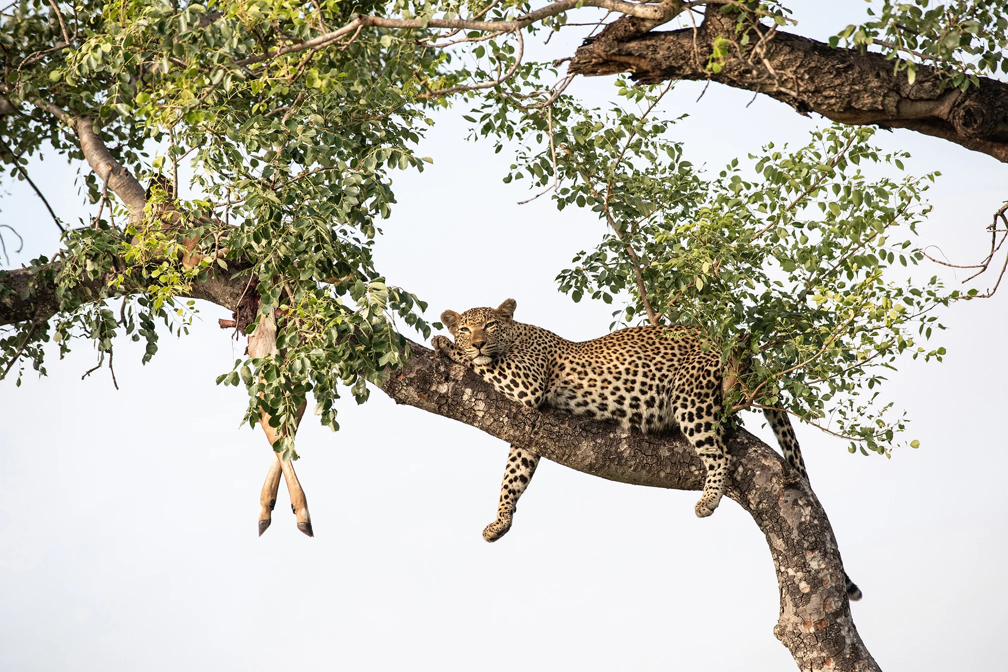 RT_Londolozi-29.jpg