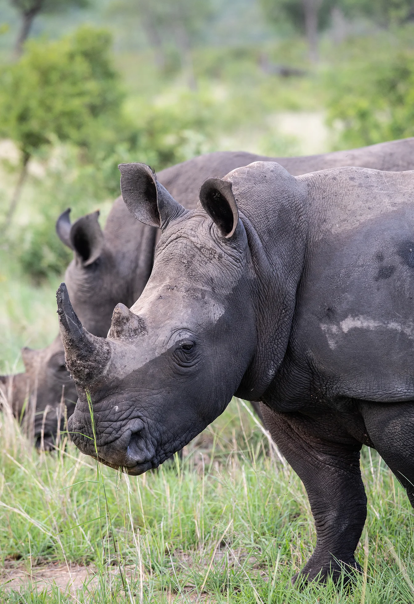 RT_Londolozi-23.jpg