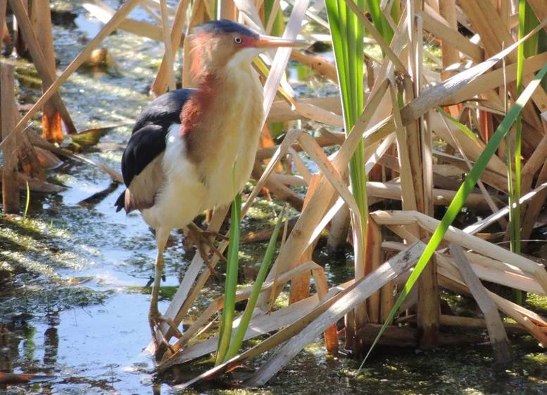 Least Bittern (Threatened) - Western Ottawa, Ontario