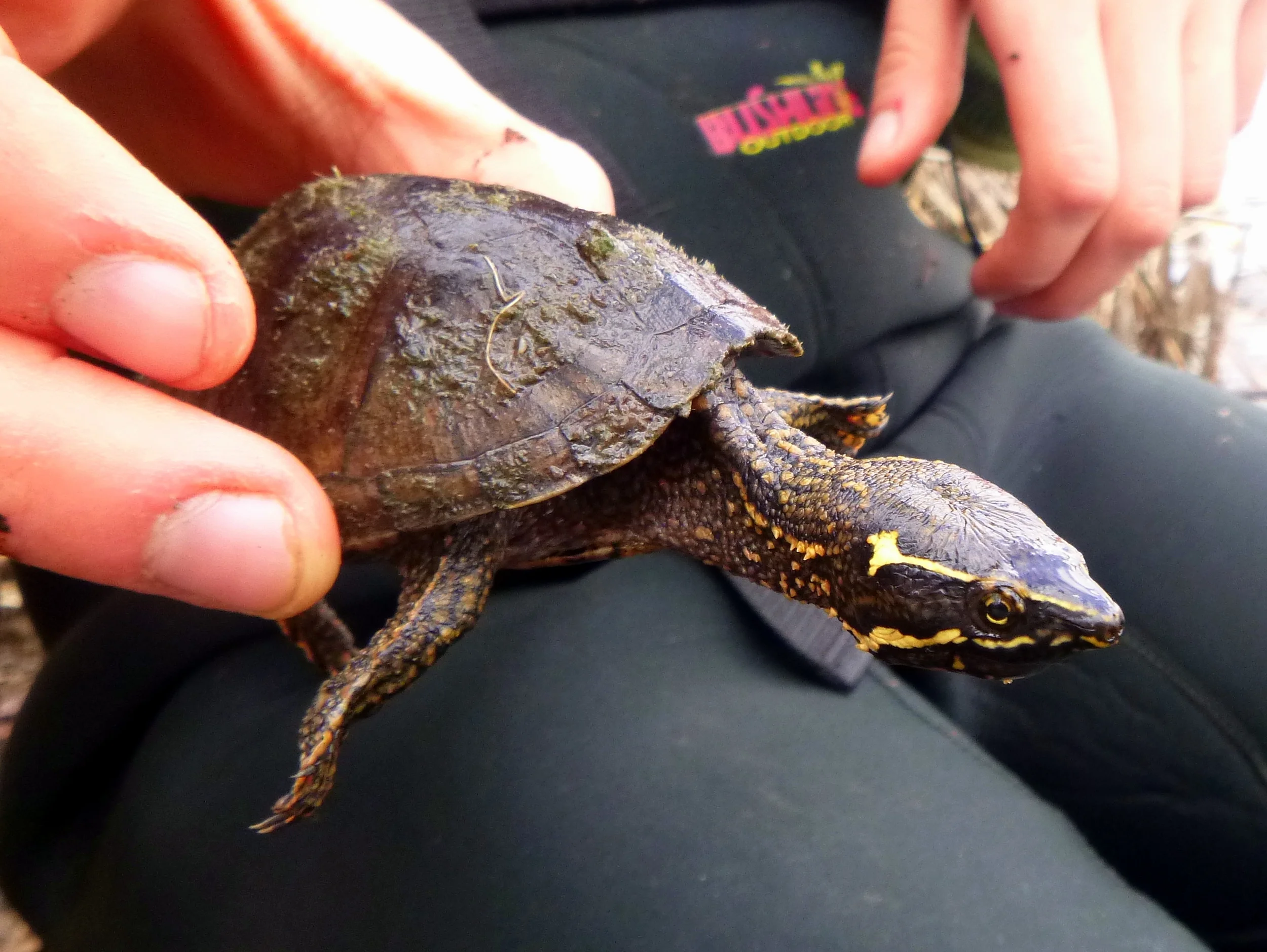 Eastern Musk Turtle (Special Concern) - Rideau River, Ottawa, Ontario