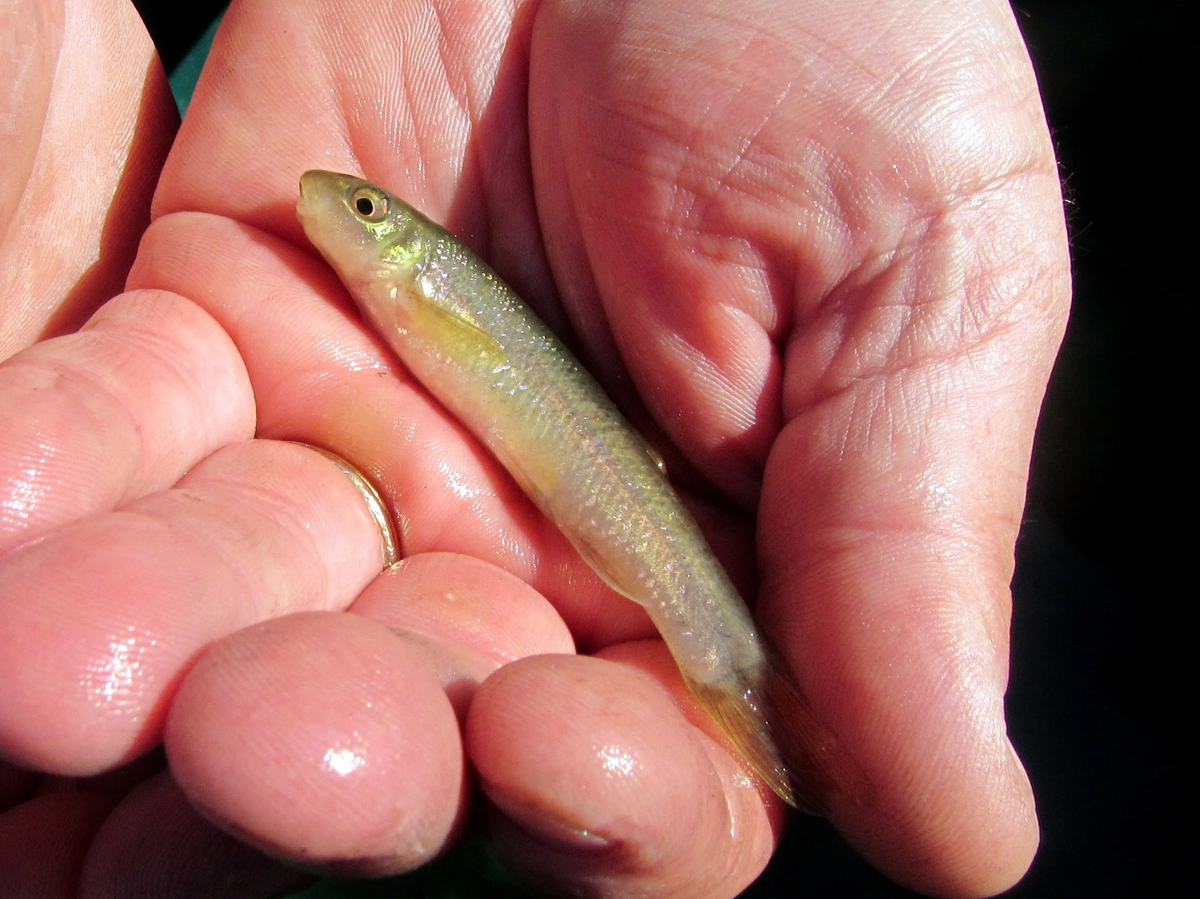 Cutlip Minnow (Threatened) - Cornwall, Ontario