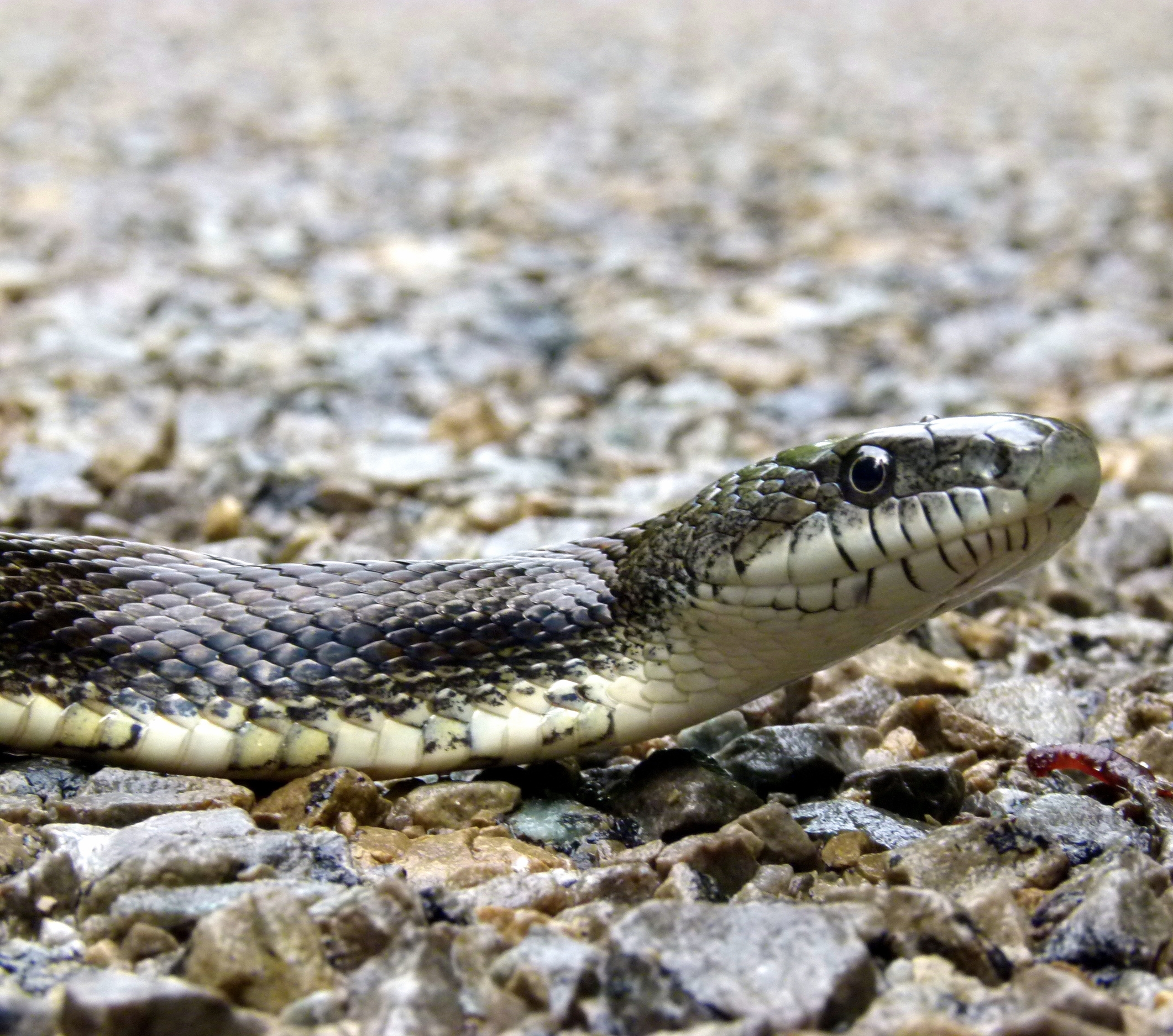 Gray Ratsnake (Endangered) Rideau Lakes Region, Ontario