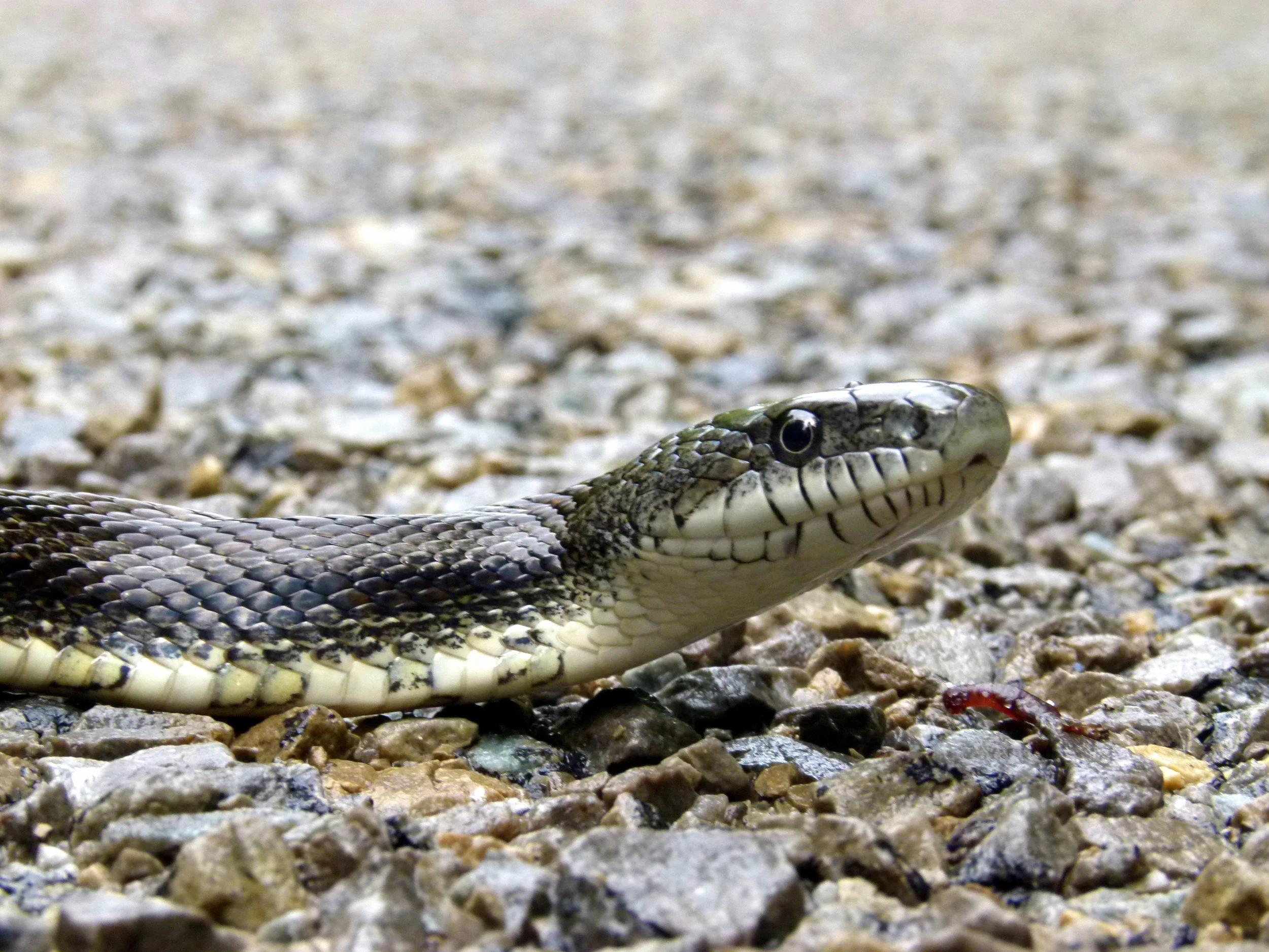 Gray Ratsnake (Endangered) - Rideau Lakes Region, Ontario