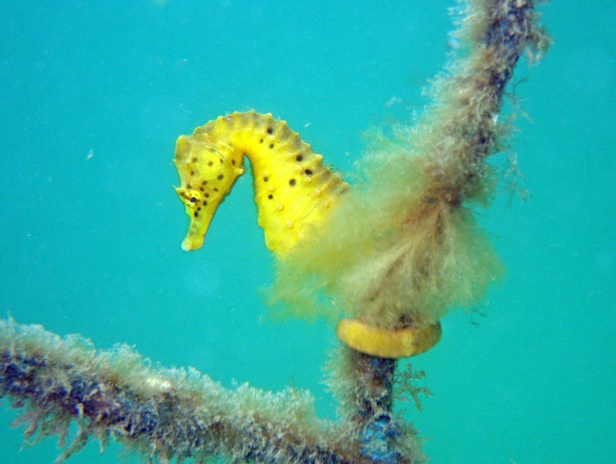 Big Bellied Seahorse
