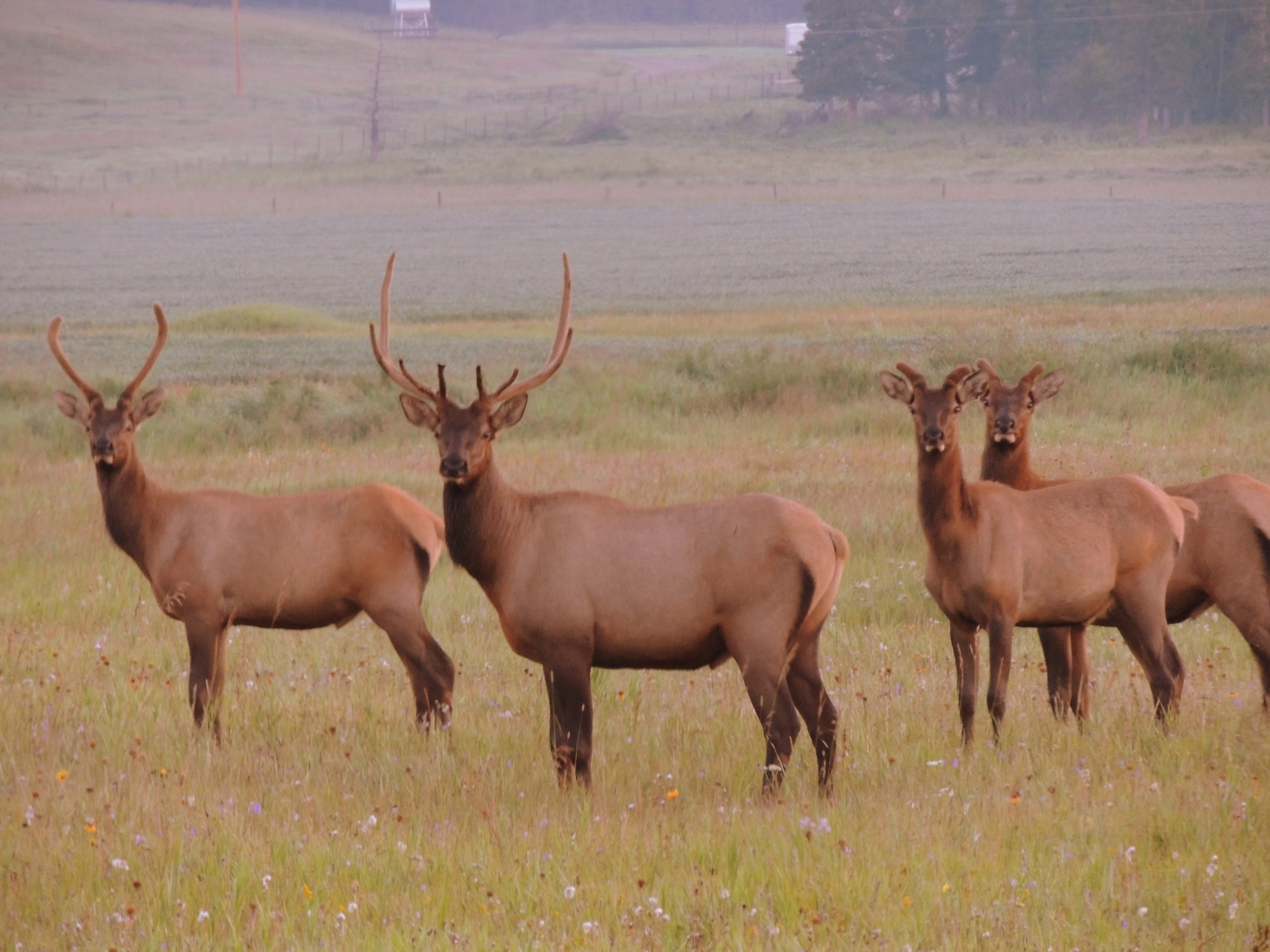 Elk Herd